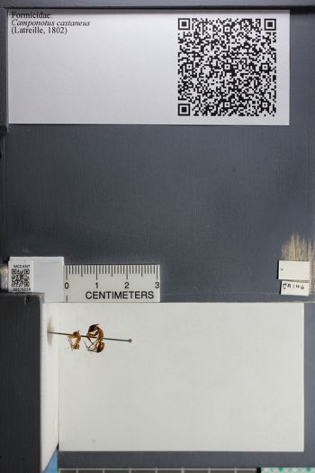 Media type: image;   Entomology 576319